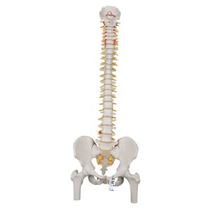 Classic Flexible Human Spine Model With Femur Heads 