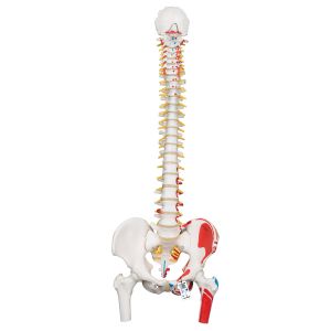 Classic Human Flexible Spine Model With Femur Heads & Painted Muscles