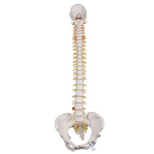 Classic Flexible Human Spine Model With Female Pelvis