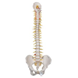 Deluxe Flexible Human Spine Model With Sacral Opening