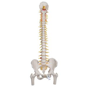 Deluxe Flexible Human Spine Model With Femur Heads & Sacral Opening