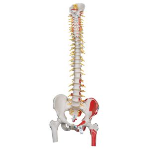 Deluxe Flexible Spine Model With Femur Heads, Painted Muscles & Sacral Opening