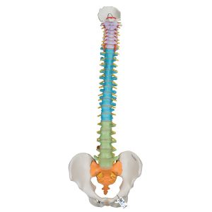 Didactic Flexible Human Spine Model