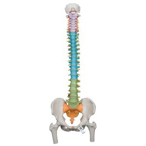 Didactic Flexible Human Spine Model With Femur Heads