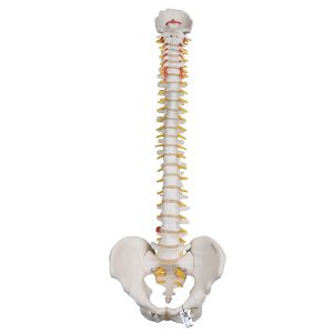 Highly Flexible Human Spine Model, Mounted On A Flexible Core