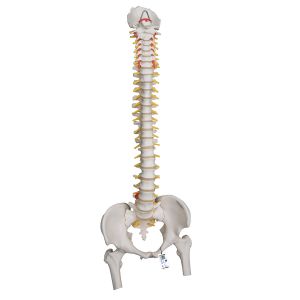 Highly Flexible Human Spine Model, Mounted On A Flexible Core, With Femur Heads