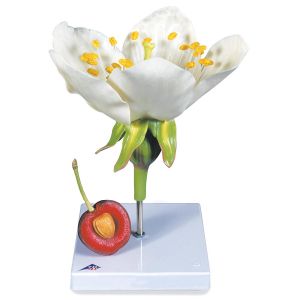 Cherry Blossom With Fruit (prunus Avium), Model