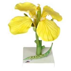 Canola Blossom (brassica Napus Ssp. Oleifera), Model