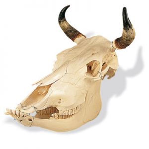 Bovine Skull (bos Taurus), Specimen