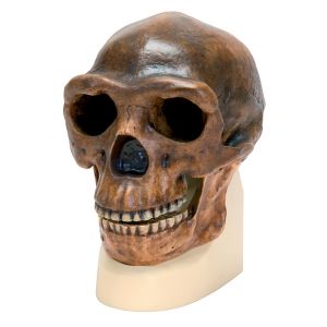 Replica Homo Erectus Pekinensis Skull (weidenreich, 1940)