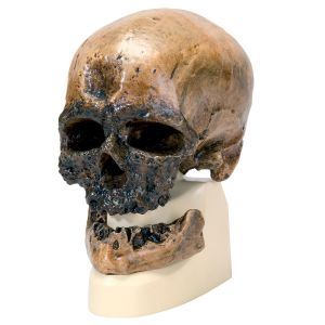 Replica Homo Sapiens Skull (crA-magnon)