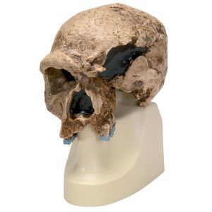 Replica Homo Steinheimnensis Skull (berkhemer, 1936)