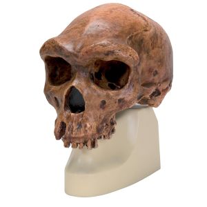 Replica Homo Rhodesiensis Skull (broken Hill; Woodward, 1921)