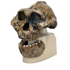 Replica Australopithecus Boisei Skull (knm-er 406 + Omo L7a-125)