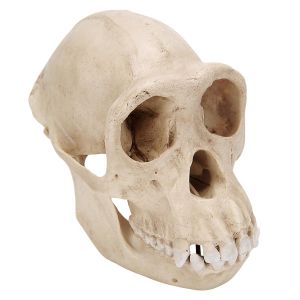 Chimpanzee Skull (pan Troglodytes), Female, Replica