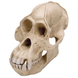 Orangutan Skull (pongo Pygmaeus), Male, Replica