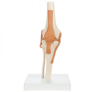 Rudiger Anatomie Functional Knee Joint With Ligaments