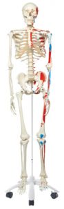 3b Scientific Anatomical Model - Max The Muscle Skeleton On Roller Stand - Includes 3b Smart Anatomy