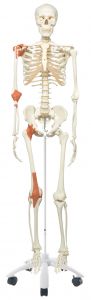 3b Scientific Anatomical Model - Leo The Ligament Skeleton On Roller Stand - Includes 3b Smart Anatomy