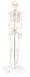 3b Scientific Anatomical Model - Shorty The Mini Skeleton On Mounted Base - Includes 3b Smart Anatomy