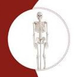 Skeleton 34", 85cm With Stand. .