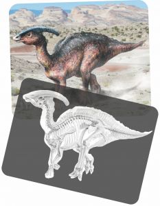 Roylco Discover Dinosaurs Picture Cards & X-rays