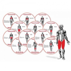 HotSpot- Muscle Groups