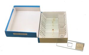 Insects Glass Slide Set-prepared With 12 Assorted Specimens. 