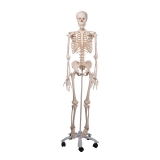 Standard Skeleton Stan