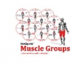 HotSpot- Muscle Groups